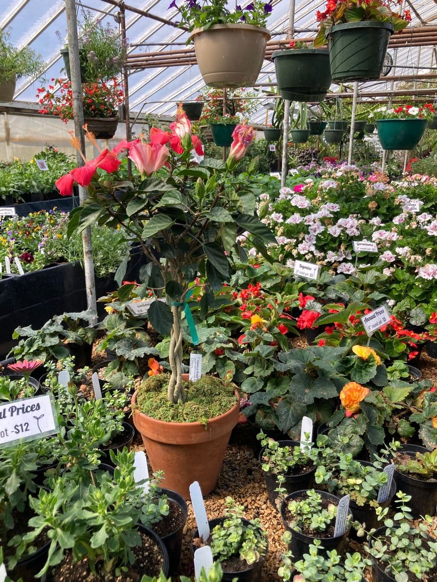 Little Bird Plants
