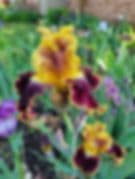 Little Black Dog Urban Garden