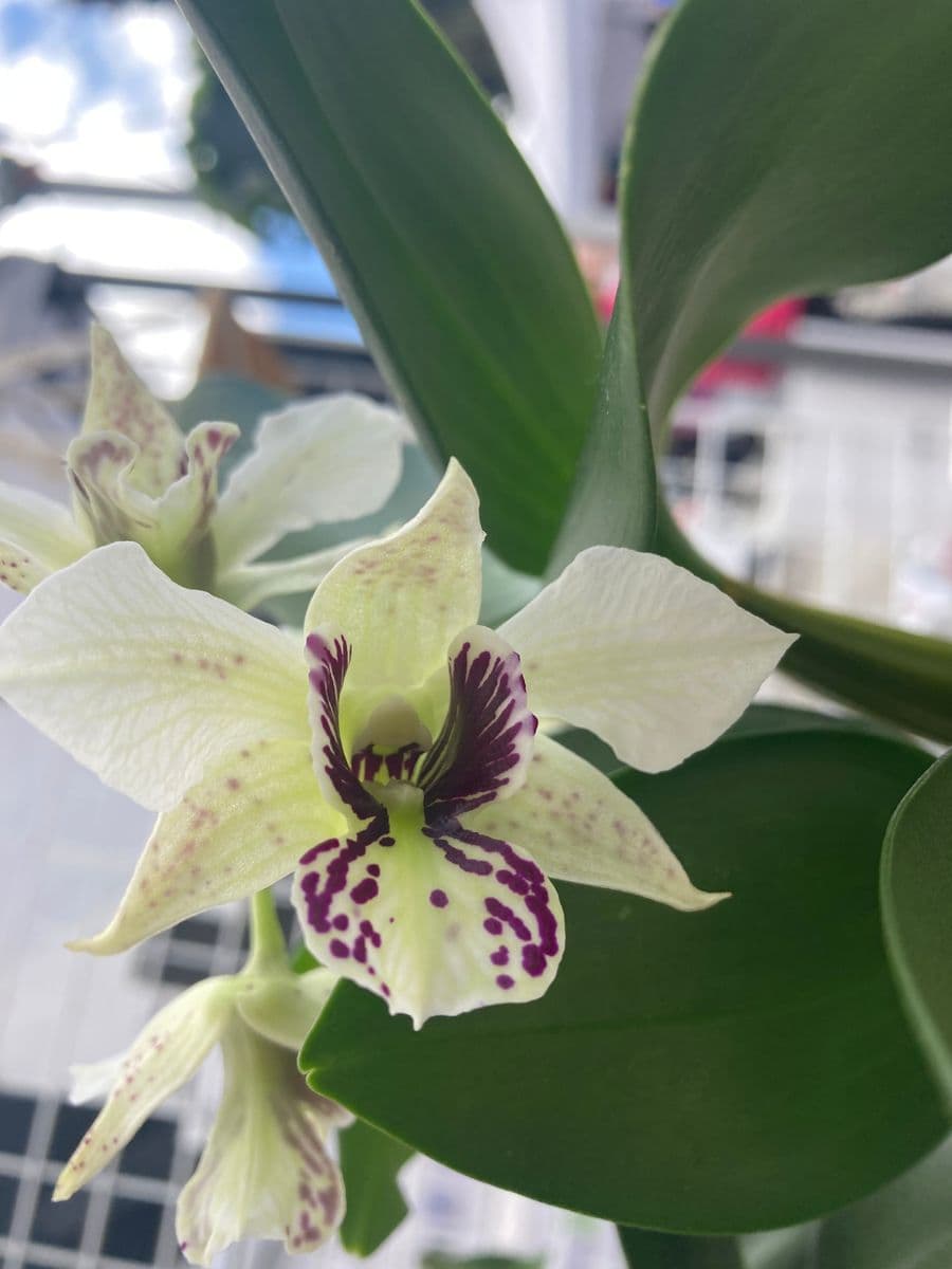 Little Orchid Annie's