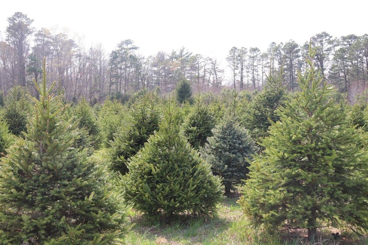 Littleworth Tree Farm