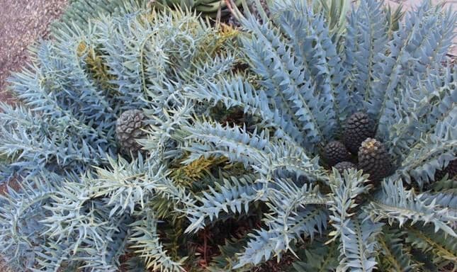 Living Cycads