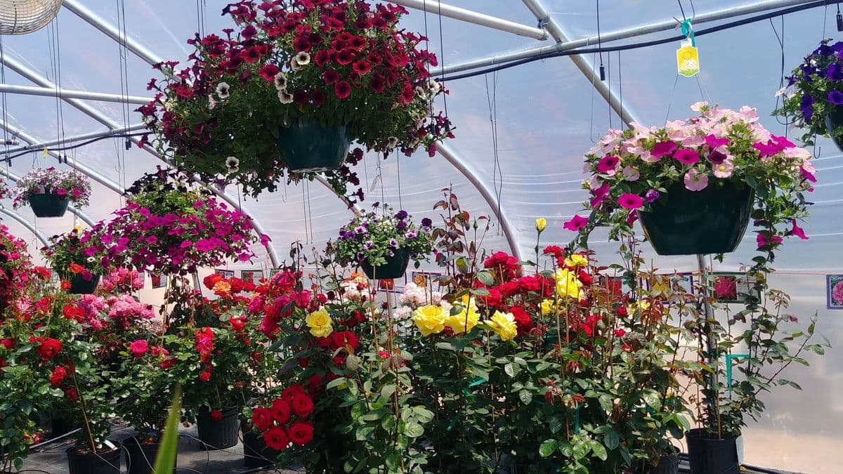 Living Waters Greenhouse