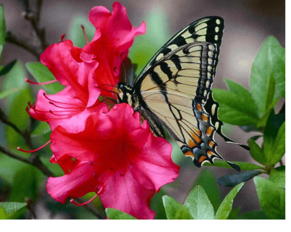 LKN Garden Center & Market LLC