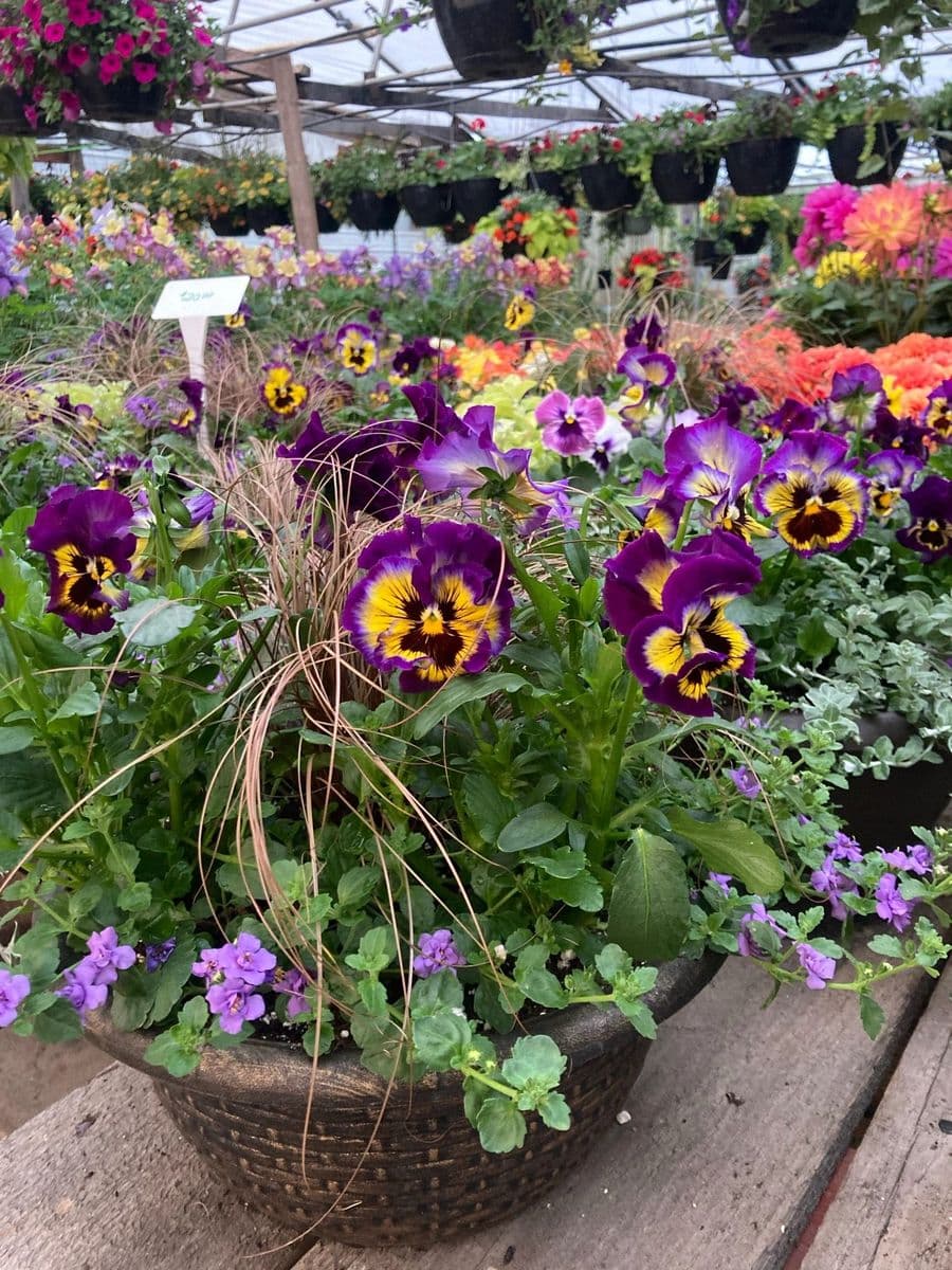 LL Greenhouse