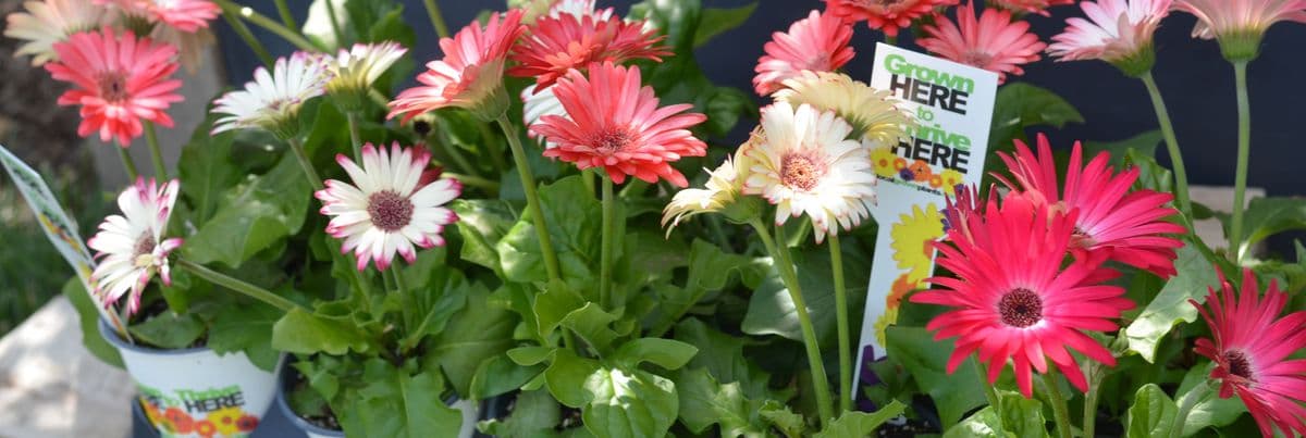 Local Grown Plants