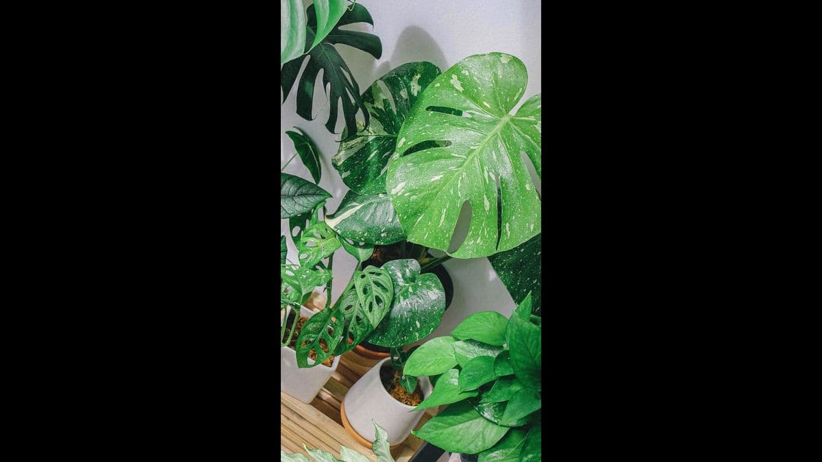 Local Leaf Botanica
