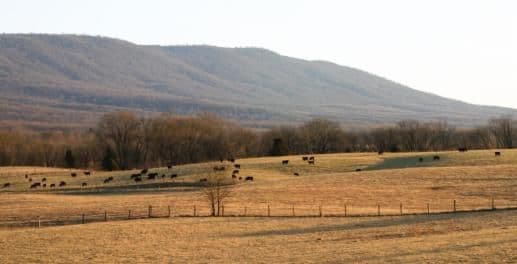 Longs Farm and Nursery