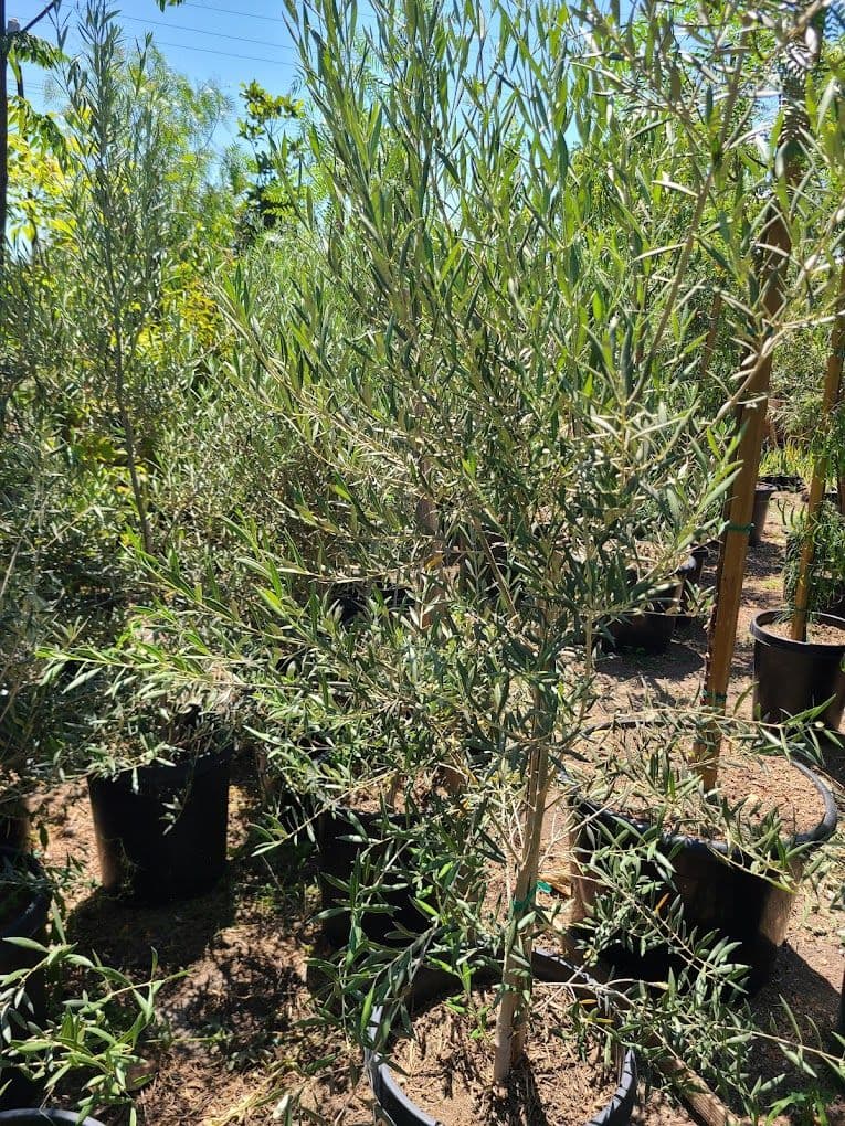 Los Pinos Nursery