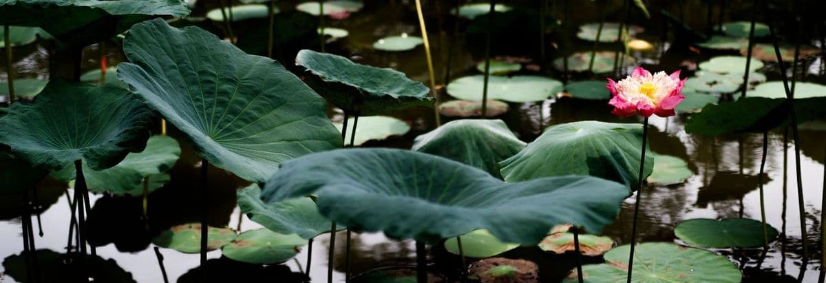 Lotus Flower