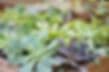 Louisburg Nursery & Greenhouse
