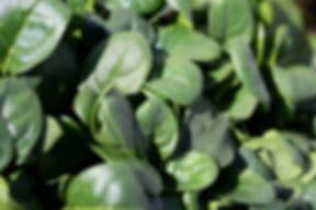 Ltf Greenhouses, Llc.
