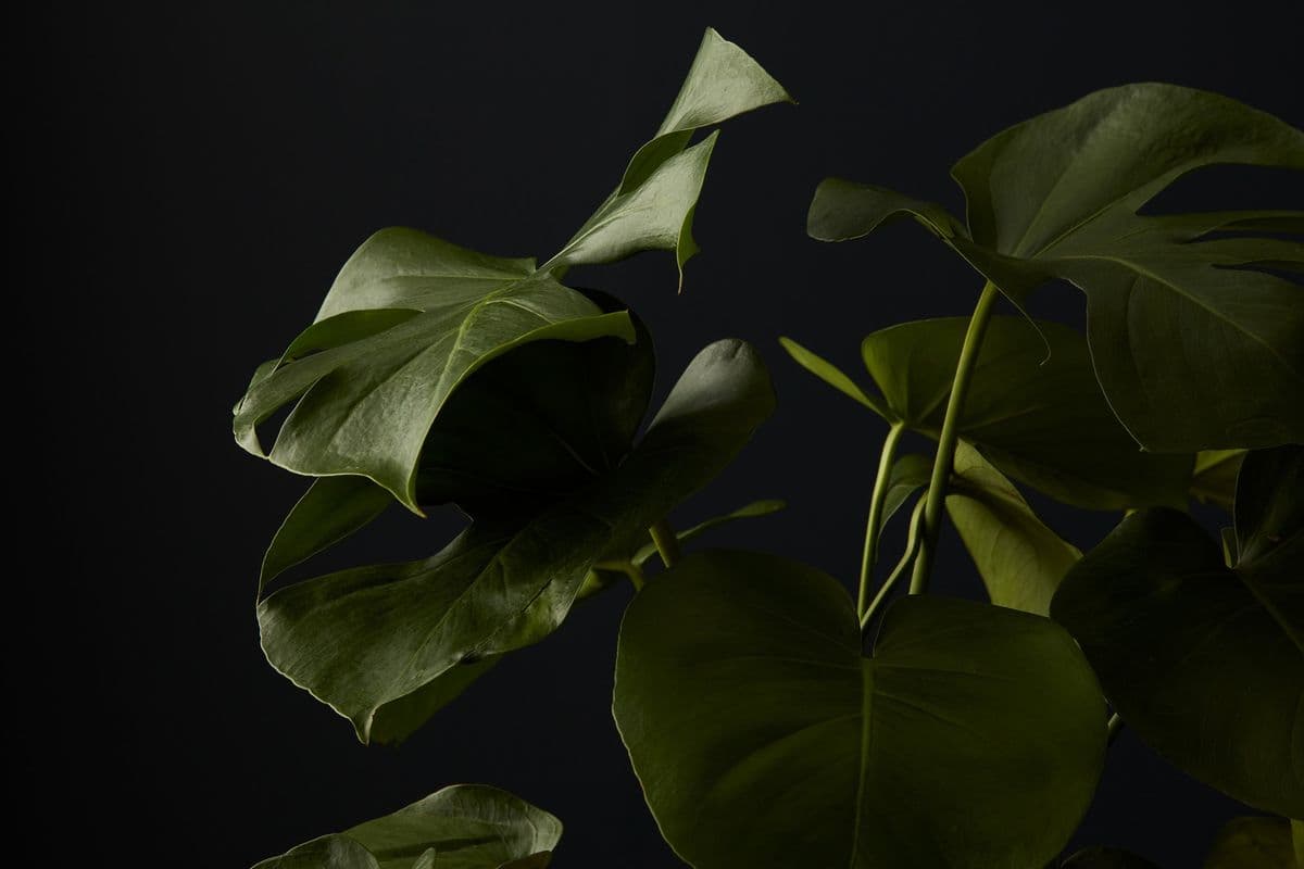 Lucky Leaf