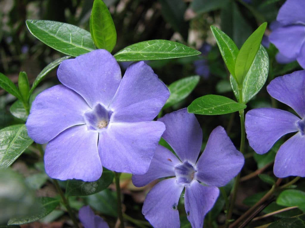 Lucy's Wholesale Vinca