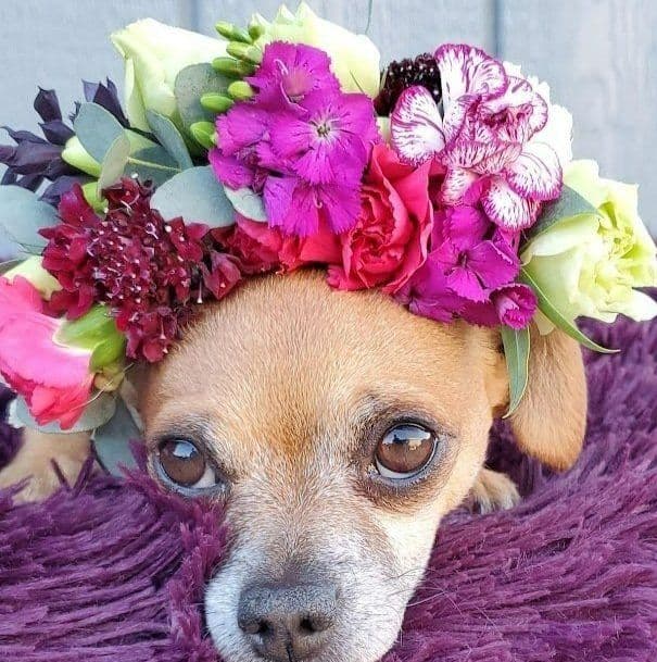 Lulu's House of Flowers