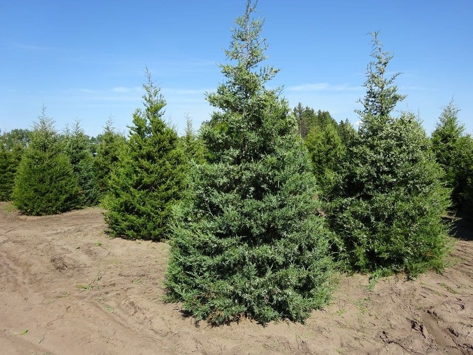 Lundeby Evergreens & Manufacturing