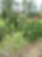 Lyons Family Nursery