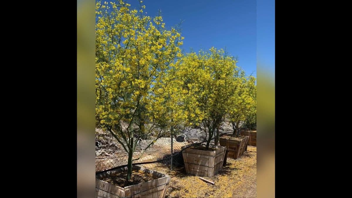 Macias Nursery