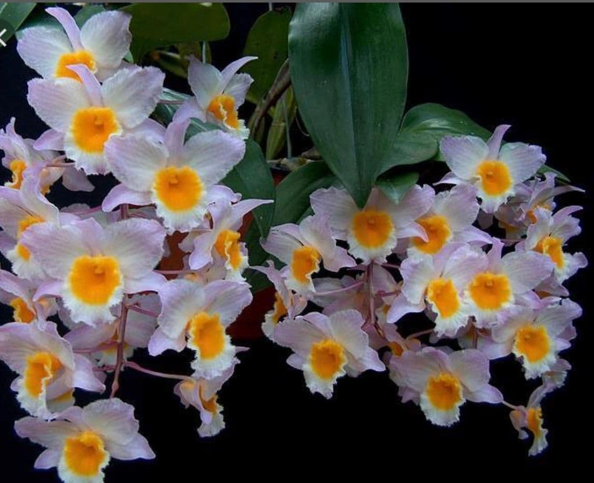 Mac's Orchids