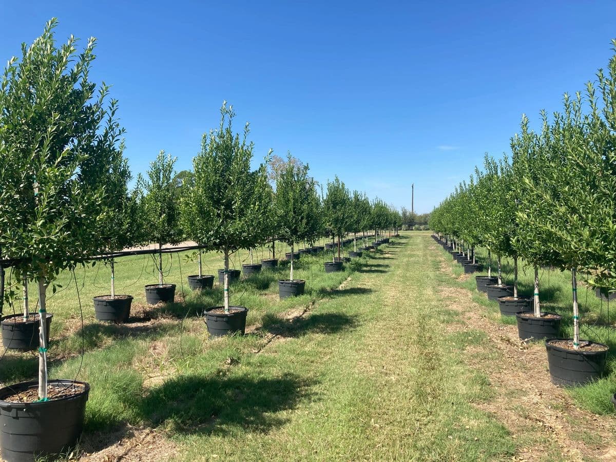 Made in the Shade Tree Farm