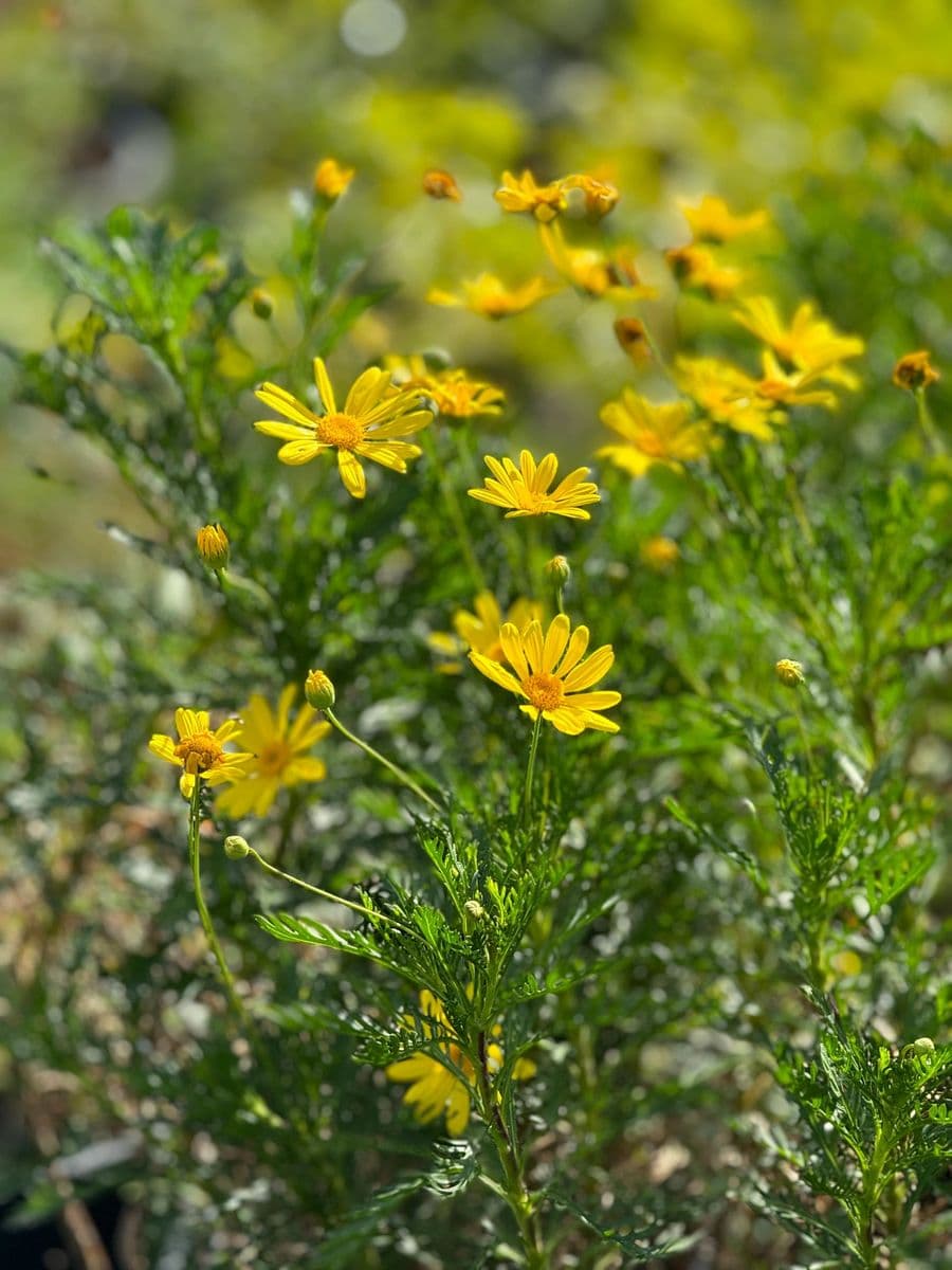 Magana Growers Nursery