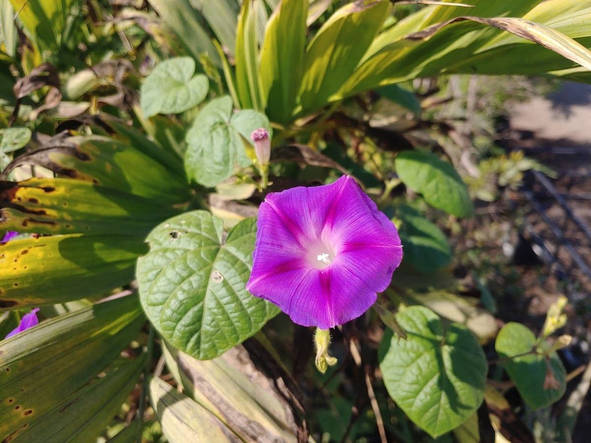 Magnolia Gardens Nursery