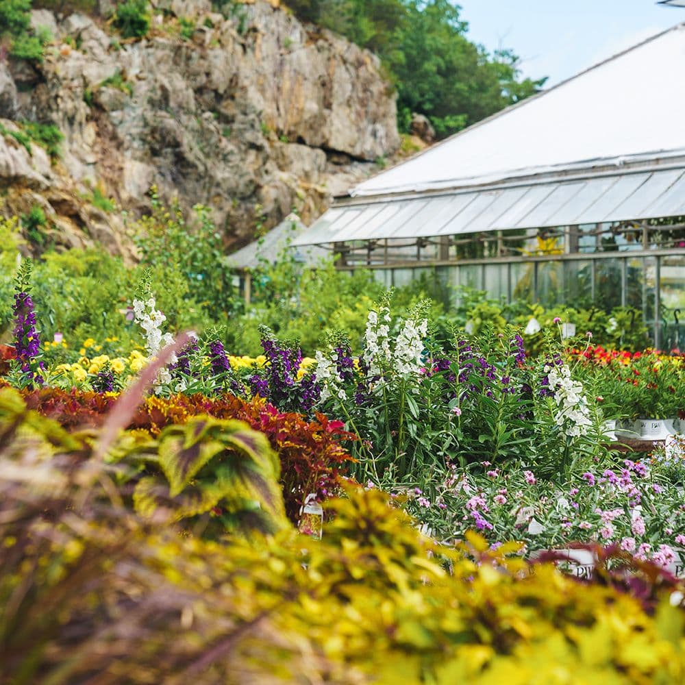 Mahoney's Garden Center