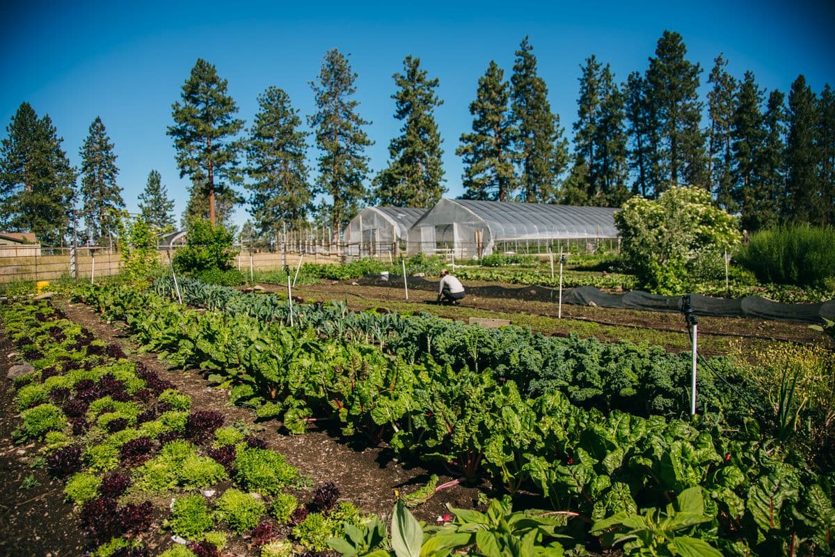 Mahonia Gardens