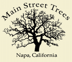 Main Street Trees