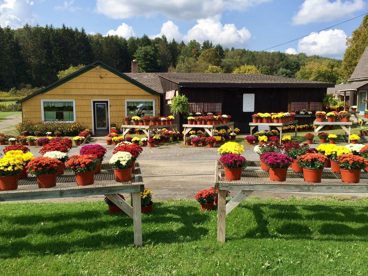 Maiurano's Flower Shop & Greenhouse