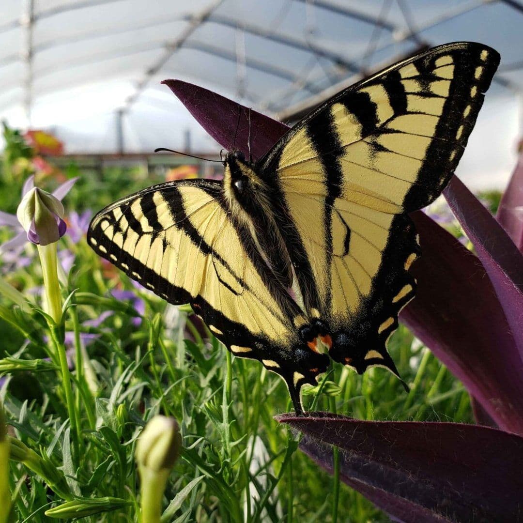 Majestic Farms LLC