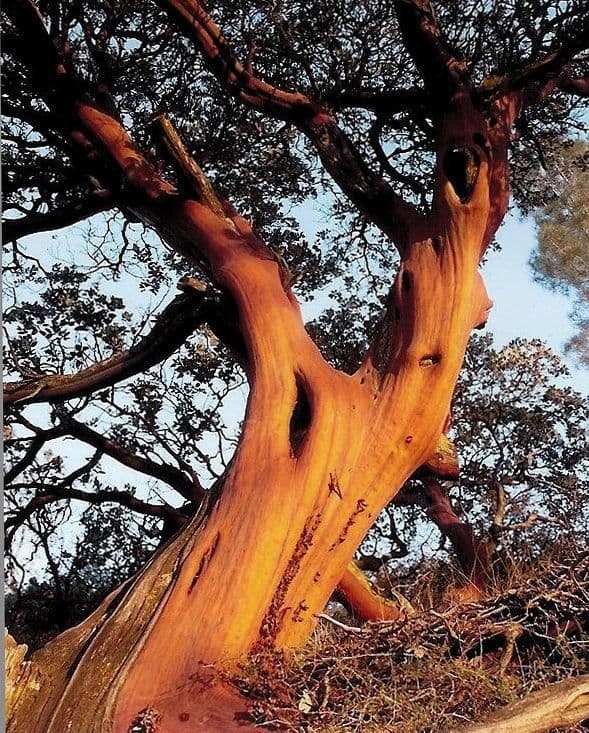 Manzanita Nursery