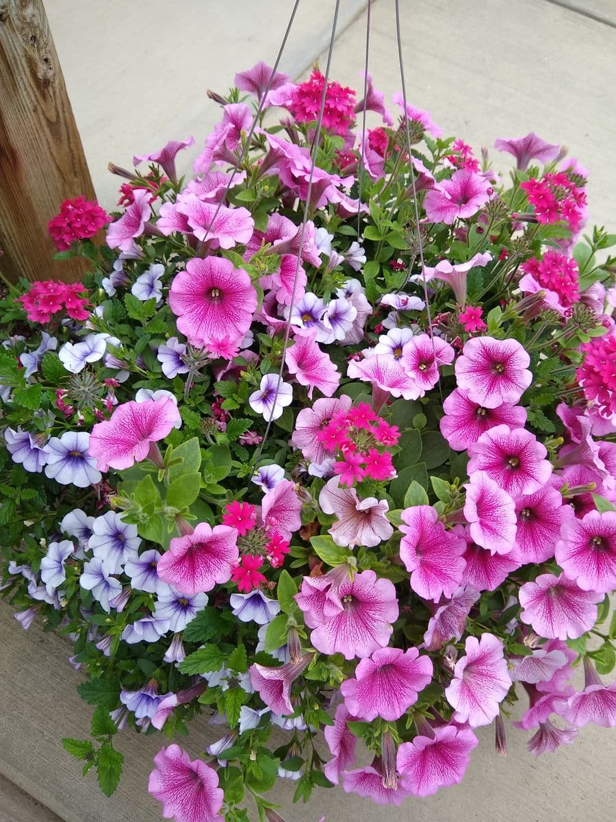 Maple Grove Nursery