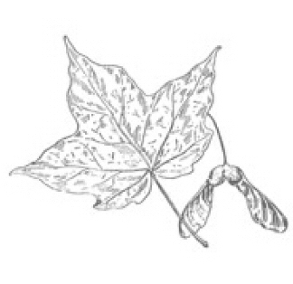 Maple Hill Garden