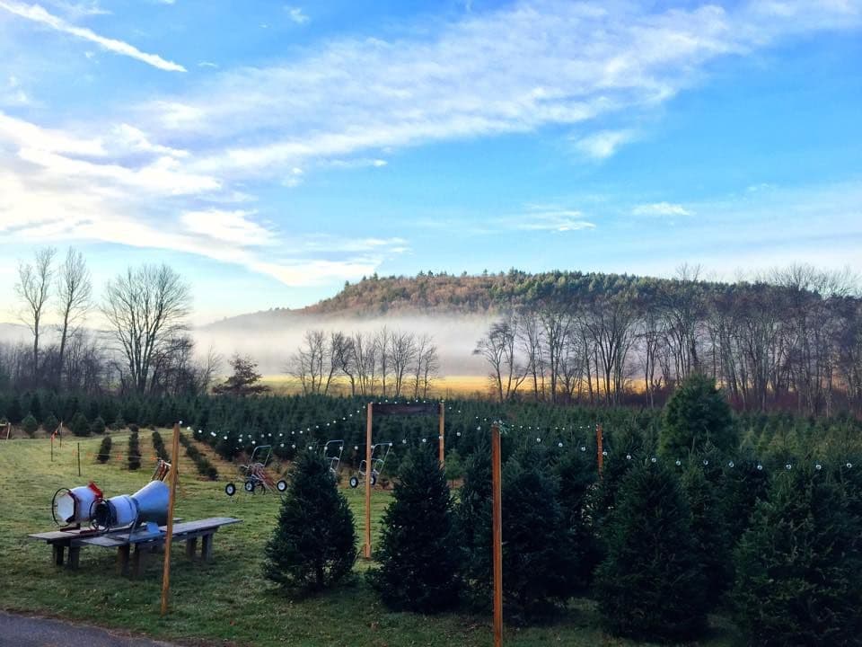 Maple Hollow Tree Farm