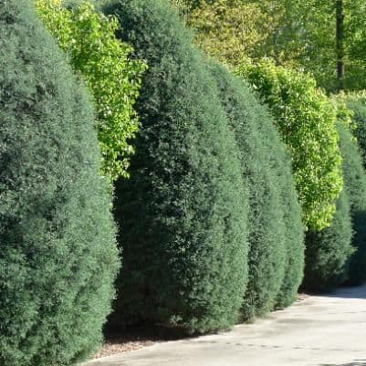 Maple Lane Nursery
