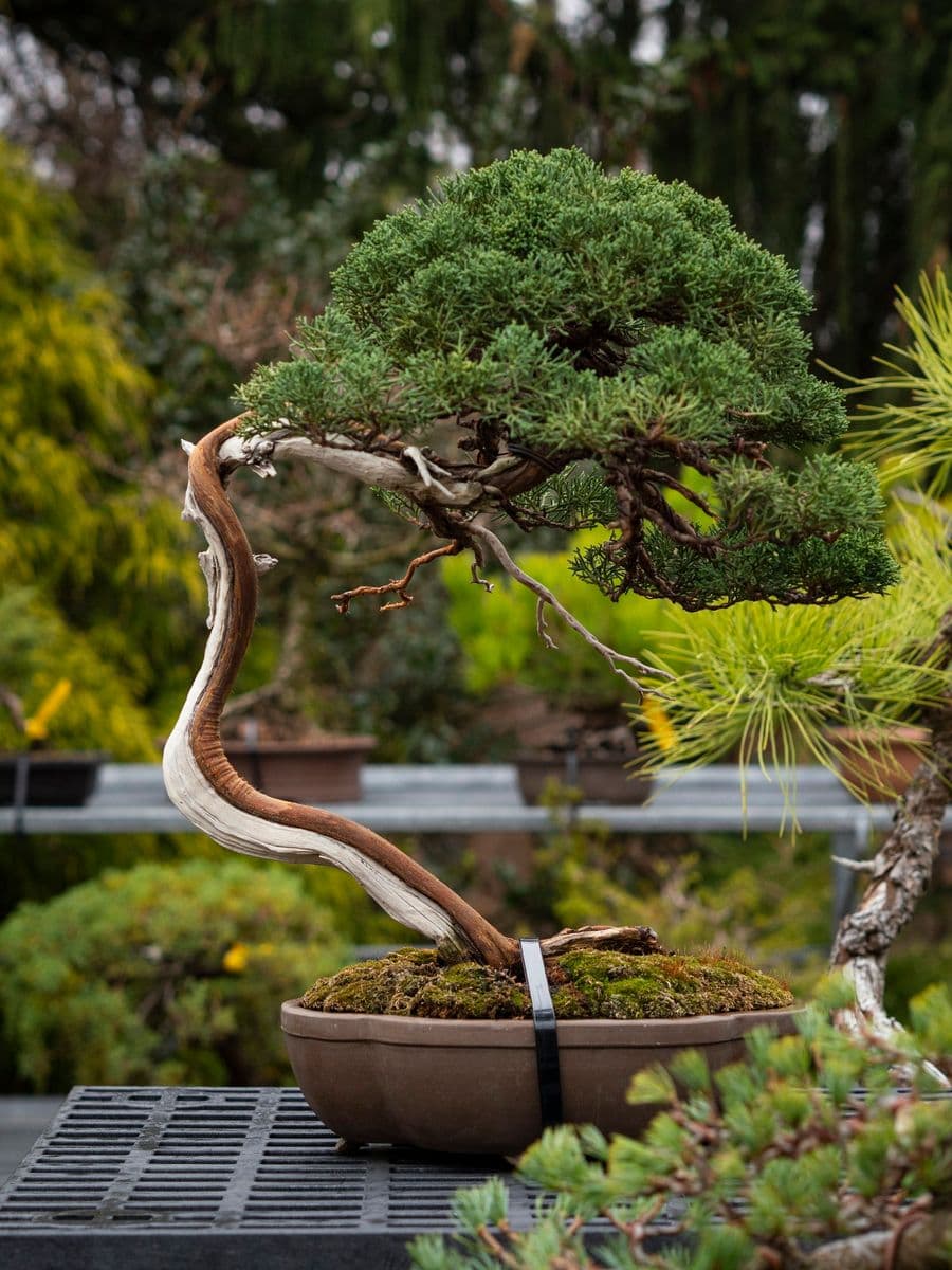 Maple Leaf Bonsai formerly The Bonsai Shack