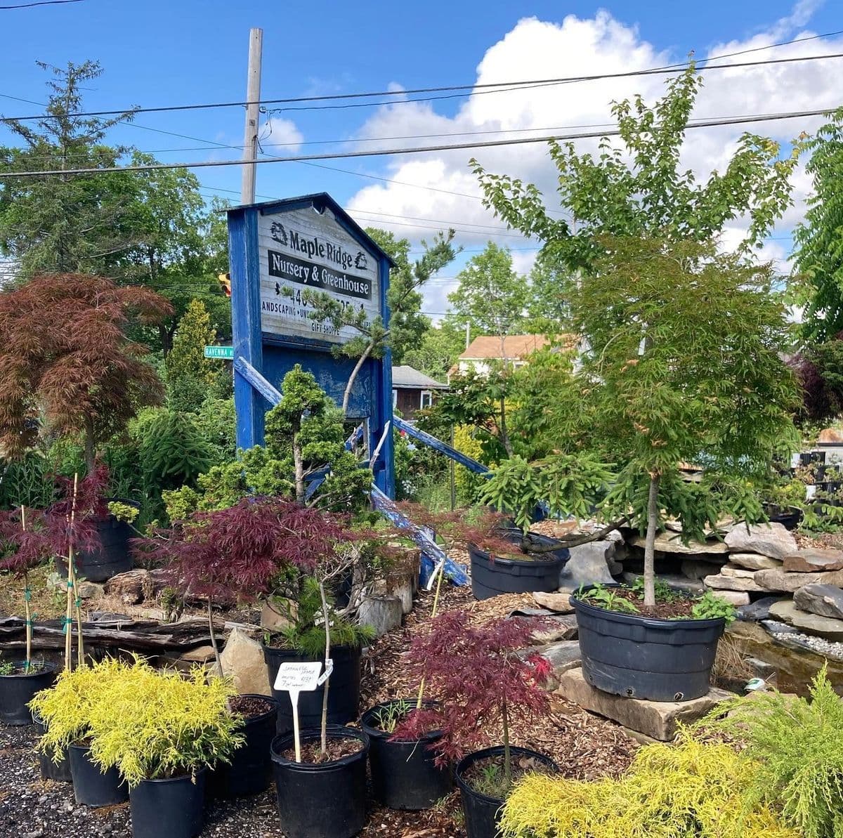 Maple Ridge Nursery & Greenhouse