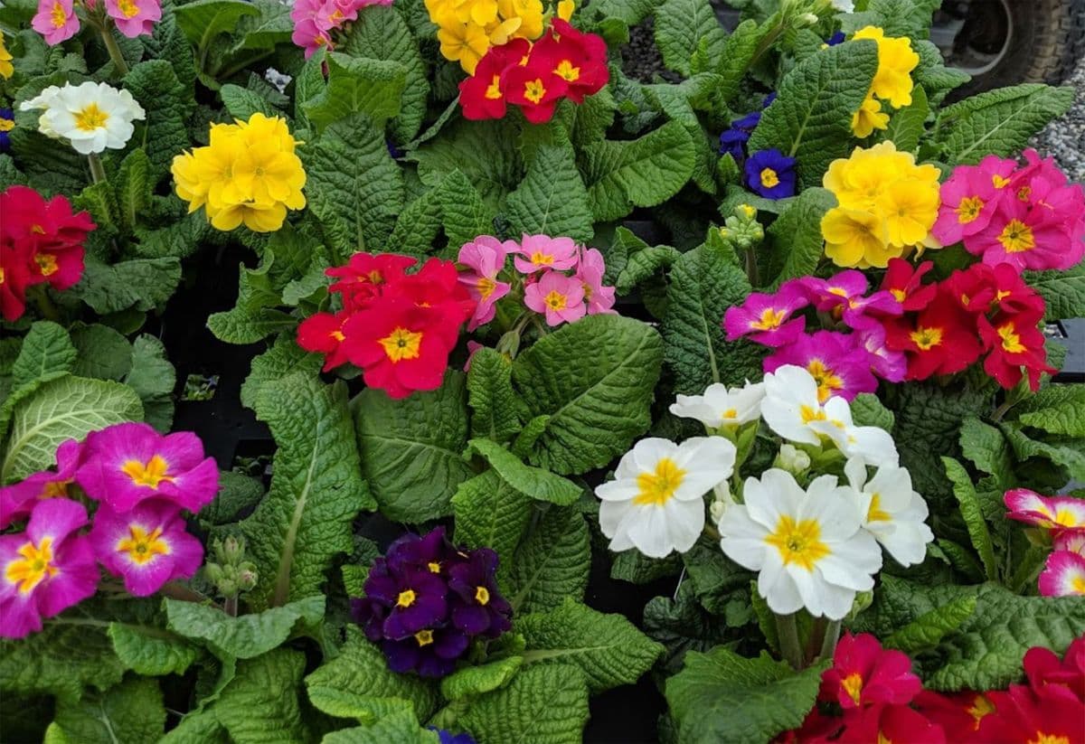 Marano Gardens LLC