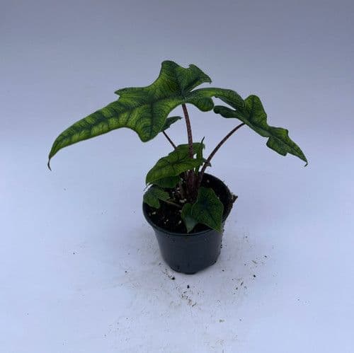 Maria's Plant Farm