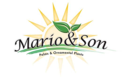 Mario & Son