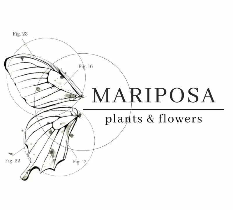 Mariposa Plants & Flowers