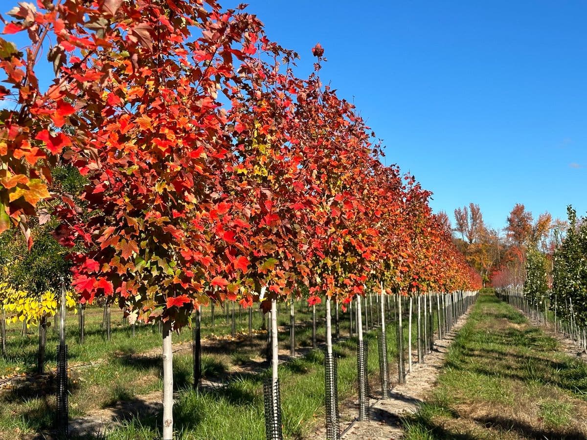Marjac Nursery