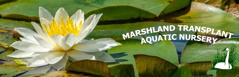 Marshland Transplant Aquatic