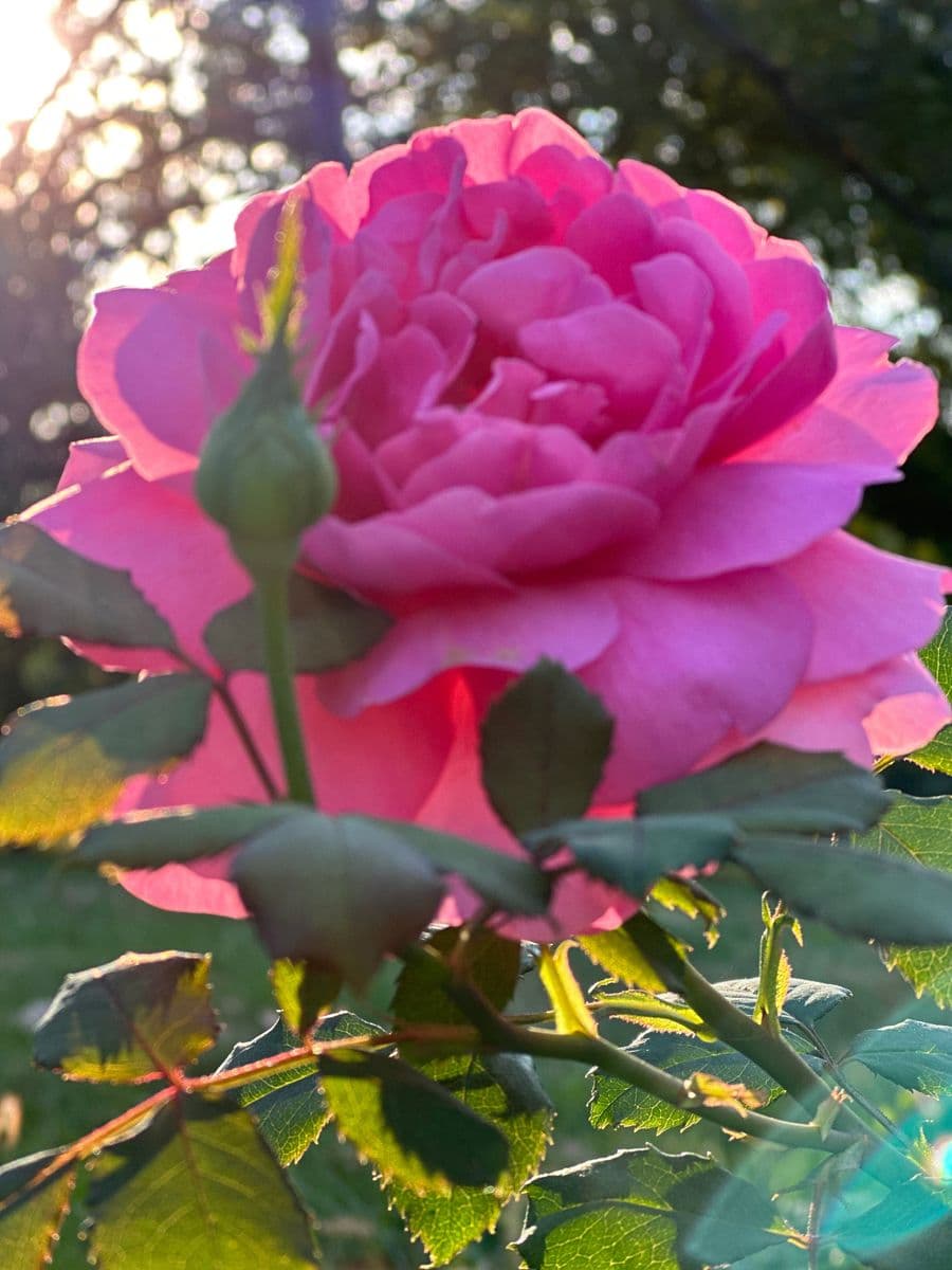 Marshs Garden