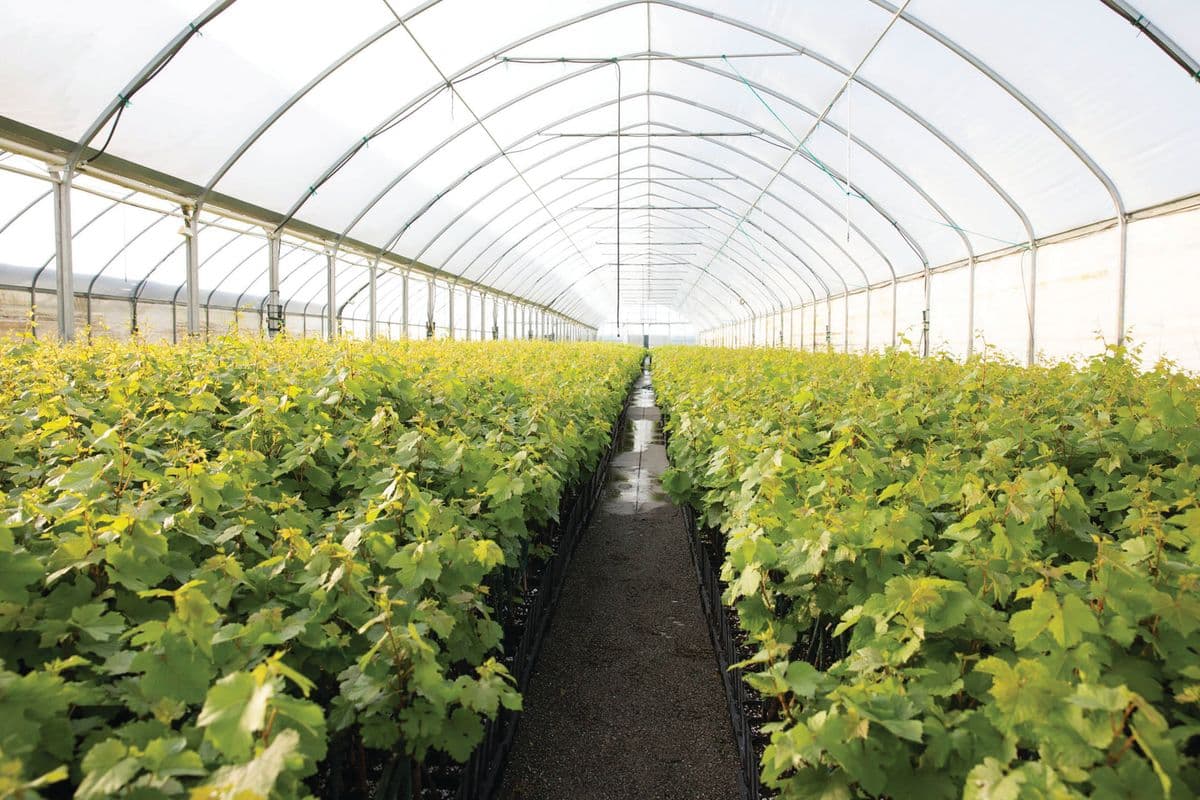 Martinez Orchards Inc