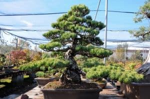 Maruyama Bonsai Nursery
