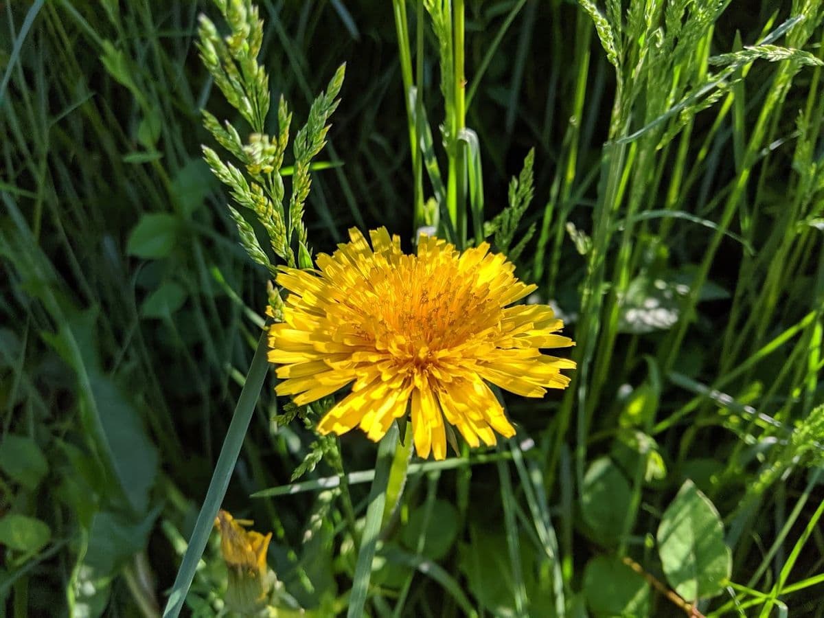 Materas Garden & Nursery Center