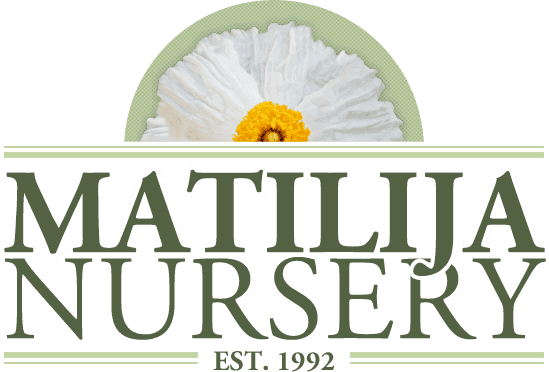 Matilija Nursery