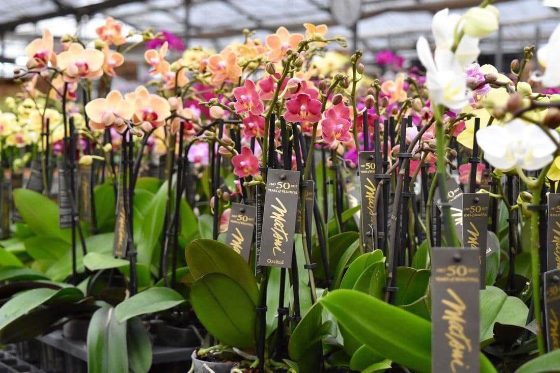 Matsui Nursery