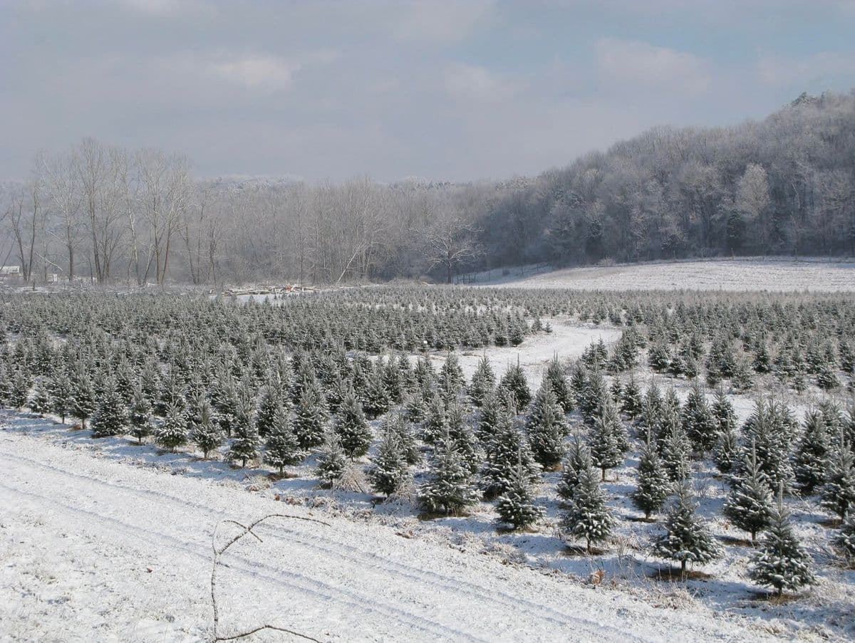 May Christmas Tree Farm